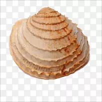 贝壳类化石贝壳类海螺贝壳类
