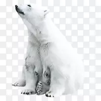 北极熊动物老虎-可爱的北极熊