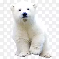 北极熊-真正的北极熊可爱的自由拉