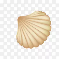海贝壳-美丽的贝壳