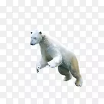 北极熊亚洲黑熊北极狐无耳海豹北极熊图片