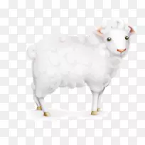 羊-羊