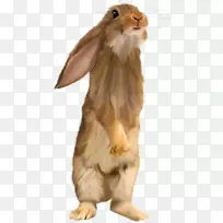 复活节兔子剪贴画-棕色松鼠