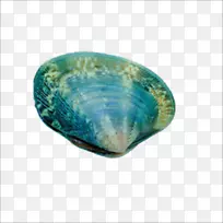 海产贝壳类-贝壳类