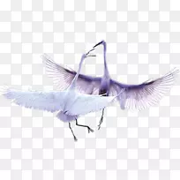 月湾苏尼尼鸟羽毛-高贵的天鹅