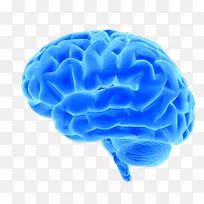 蓝色大脑计划-粉红色的大脑，蓝色的大脑：微小的差异是如何发展成棘手的差距-以及我们能做些什么-人类大脑-蓝色大脑物质图片。