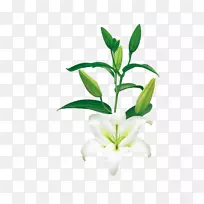 植物花叶-一帆风顺