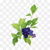 蓝莓海报水彩画插图-蓝莓和绿叶