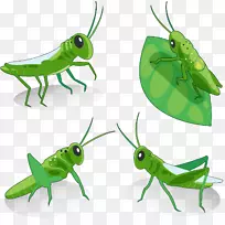 蝗虫，昆虫-绿色蝗虫