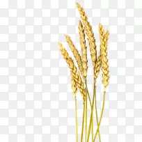 银角小麦、大麦、谷类、燕麦、谷子-小麦