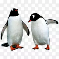 企鹅-两只企鹅