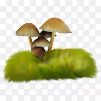香菇草本植物真菌-草菇