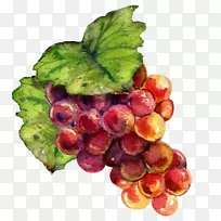 葡萄画总状花序.手绘葡萄