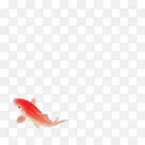 锦鲤-一条红鱼