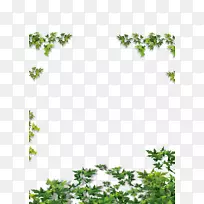 藤本植物-绿叶