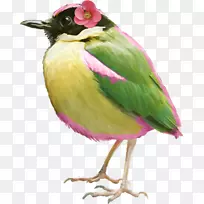 鸟大西洋金丝雀剪贴画-戴花绿色羽毛鸟