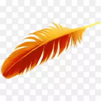 羽毛橙色鸟-美丽的橙色羽毛