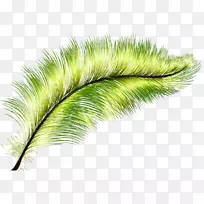 羽毛绿孔雀-绿色羽毛