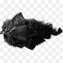 羽毛免费-美丽的黑色羽毛