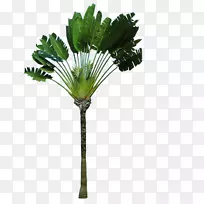 马达加斯加槟榔科(Arecaceae)罗文拉树(Strelitziaceae)-叶