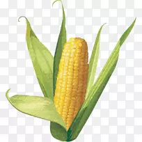玉米上的玉米甜玉米剪贴画手绘玉米