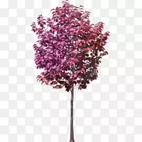 板栗花盆梅林桃红树
