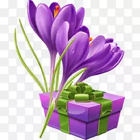 花番红花摄影插图-美丽的紫色包花束