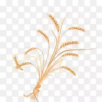 Adobe插画-小麦