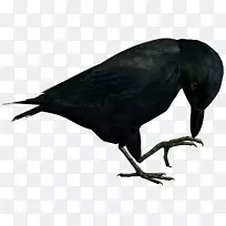 新喀里多尼亚乌鸦美洲乌鸦鸟