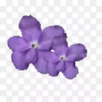 木兰、百合紫、紫兰花