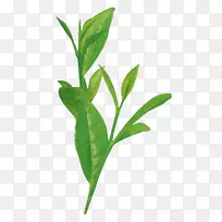 叶植物茎枝种-茶树