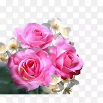 静物：粉色玫瑰、花园玫瑰、蜈蚣玫瑰、海滩玫瑰-花朵叶、粉色玫瑰。
