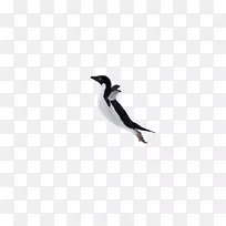 企鹅动物喙电脑壁纸-脱下企鹅