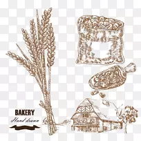 绘制小麦谷物插图.小麦农场插图