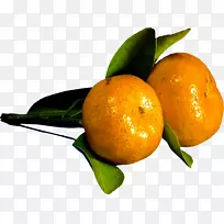 克莱门汀橘子苦橙朗普尔探戈橙