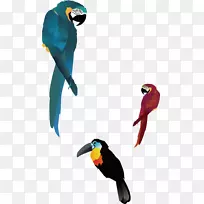 鸟真鹦鹉-鹦鹉，卡通鹦鹉，鸟类元素