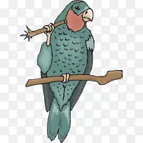 亚马逊网站亚马逊鹦鹉鸟真鹦鹉剪贴画浅蓝色鸟