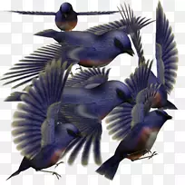 鸟鹦鹉下载-蓝鸟
