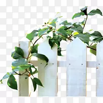 葡萄叶花盆-白色植物围栏