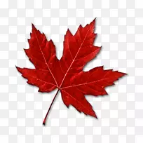 加拿大枫叶剪贴画-红枫叶