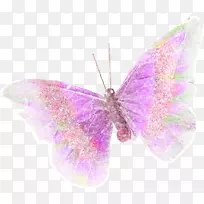 紫紫丁香蝴蝶