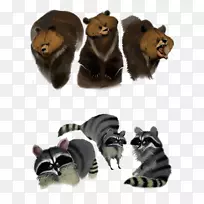 浣熊模型板熊素描熊和浣熊