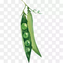 豌豆蔬菜插图-豌豆