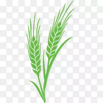 小麦载体黑麦大麦绿色成熟水稻