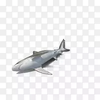 大鼻鲨黑头鲨暗鲨掠食者海洋生物鲨鱼躺着