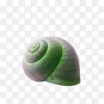 翡翠绿色蜗牛贝壳螺旋发光蜗牛壳