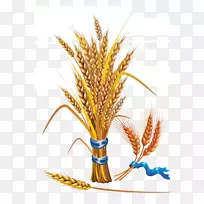小麦-谷物剪贴画-黄金小麦