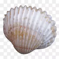 海贝壳-创意贝壳