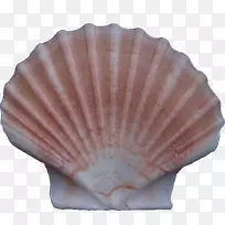 海贝壳-创意贝壳