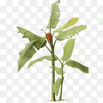 香蕉叶画树-香蕉